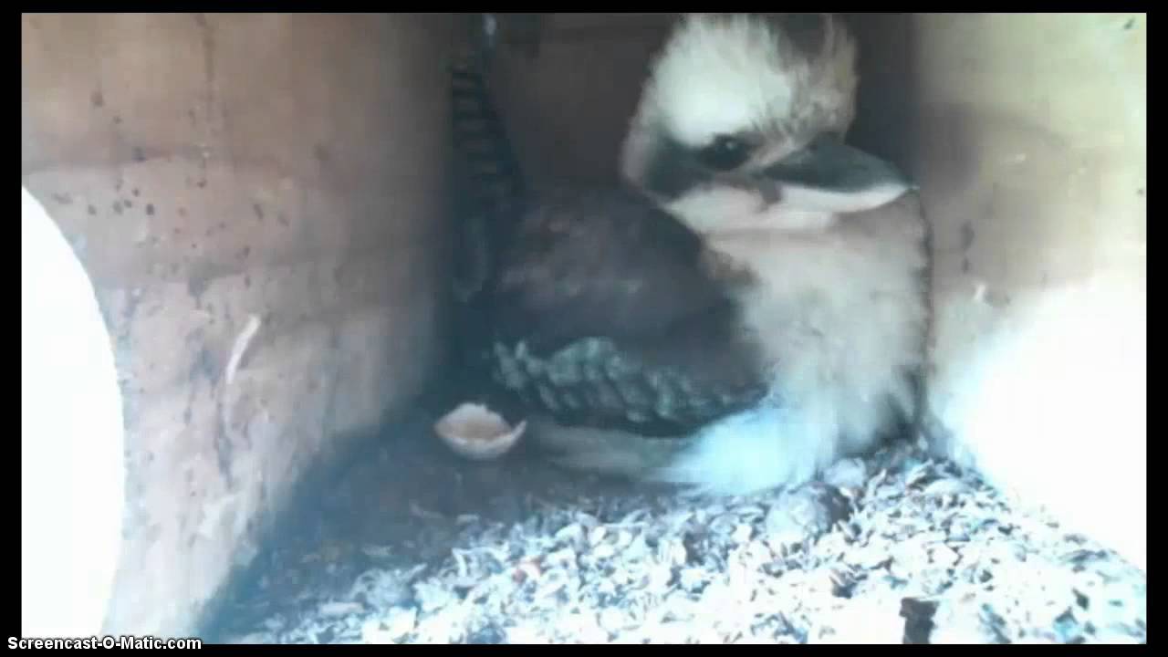 Kookaburra Egg 1 Video 3, Australia YouTube