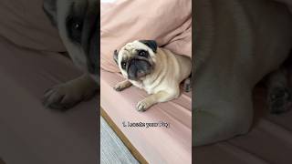 How to clean a Pug’s wrinkle #shorts #pugs #cutedog #dogs #petcare #doggrooming #cuteanimals