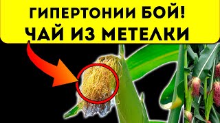 Такая метла выгонит любую гадость из организма! Кукурузные рыльца от давления, болей в суставах и…