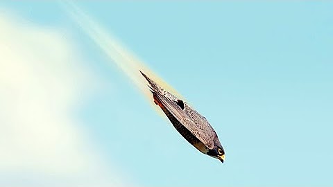 Chim Cắt Lớn Săn Mồi Với Tốc Độ 389 Kmh