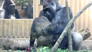 Kintaro loves Mama Gorilla. Papa gorilla loves Kintaro. Date taken: 2024.5.8 by きょうのゴリラ Gorilla today 2,529 views 7 days ago 17 minutes