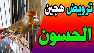 استحمام هجين الحسون السوري