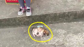 The poor puppy cried loudly calling for its mother,  but no one stopped to help her