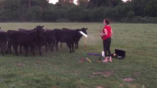 Woman plays saxophone to Cows at Sunrise/Dawn