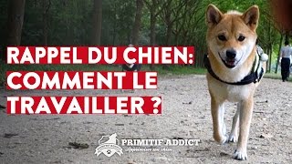 Le rappel du chien - Comment le travailler ?