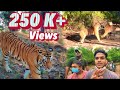 Tiger encounter at kanha national park  wildlife vlog