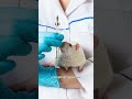 ¿Descubrieron la cura para el cáncer? La verdad esperanzadora de muchos #Cancer #ciencia #Noticias