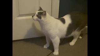 charlie is very healthy (stream unrelated)
