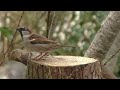 Beginning of video