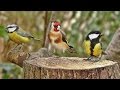 Bird Sounds Spectacular : Morning Bird Song