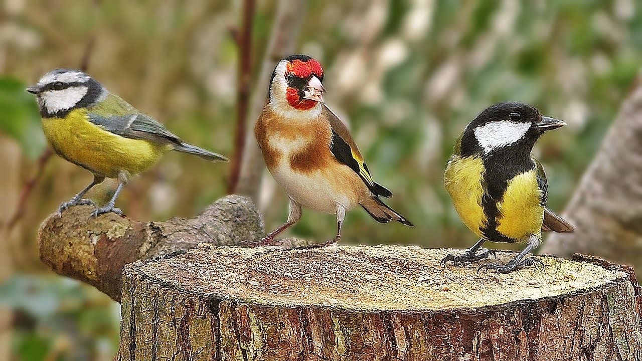 Bird Sounds Spectacular  Morning Bird Sound