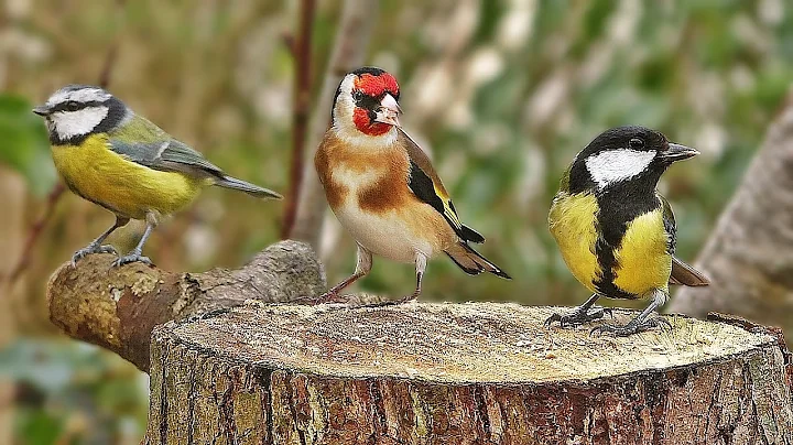 Bird Sounds Spectacular : Morning Bird Song