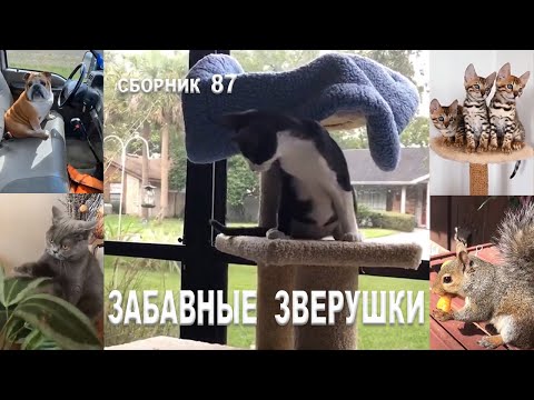 Сборник № 87. Смешные животные. Смешные видео с дикими и домашними животными на МУЛЬТПАРАД COMEDY.