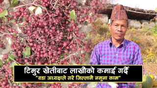 टिमुर खेतीबाट लाखौंको आम्दानी गर्दै वडा अध्यक्ष | जिल्लामै नमूना काम -Madhyabindu TV