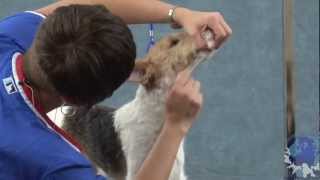 HandStripping the Rolled Coat on a Wire Fox Terrier Part 2