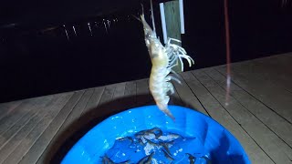 Shrimp Catch and Cook: Chumming for Shrimp at Night , Testing a Shrimp Trap and Tasty Shrimp Recipe