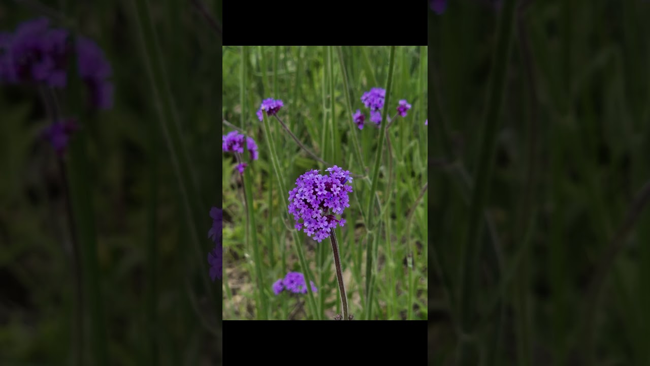 [남도여행] 신안퍼플섬 Purple Island in Shinangun, S. Korea