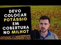 Devo ADUBAR com POTÁSSIO em cobertura no milho?