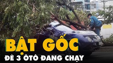 Cây xanh bật gốc, đè 3 ô tô đang chạy trên đường Võ Văn Kiệt
