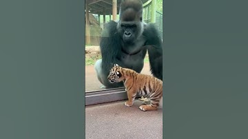 Gorilla sees a tiger cub for the first time