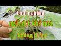 Kinh nghiệm ngắt đọt khổ qua không bị ốm /mướp đắng /Tâm Thành TV