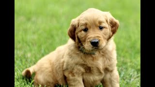 Golden Retriever Puppies for Sale