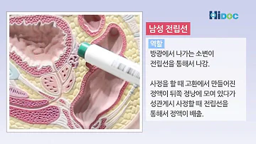 남자 애널 자위