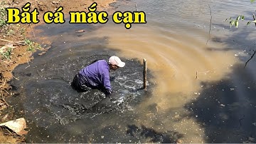 Bắt cá mùa khô ! Đâu ngờ cá vũng nhỏ vậy mà lại có cá bự quá | THÚ VUI MIỀN TÂY