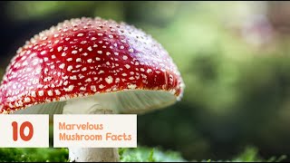 10 Marvelous Mushroom Facts