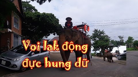 Voi hồ lak động đực hung dữ