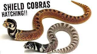 SHIELD COBRA BABIES! The cutest baby snakes!