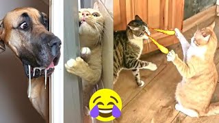 Funniest Animal Videos  Try Not To Laugh Cats And Dogs   Charlie #7