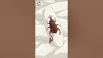 Cách đuổi mọt gạo hiệu quả #shorts #hoathinhthieunhi #kienthuc