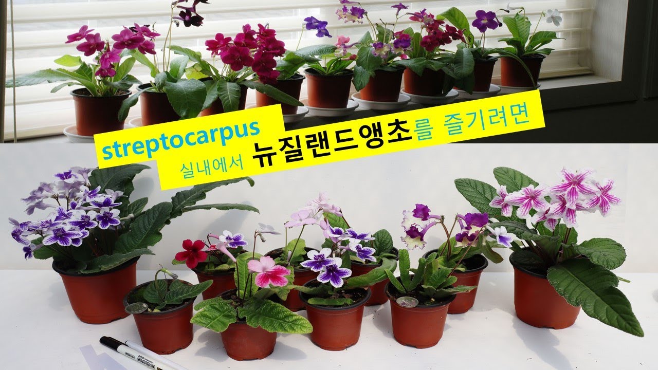 뉴질랜드앵초(streptocarpus)