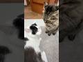 Cats fight
