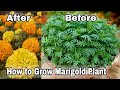 Free 100+ Marigold plant, How to grow Marigold plant from seeds