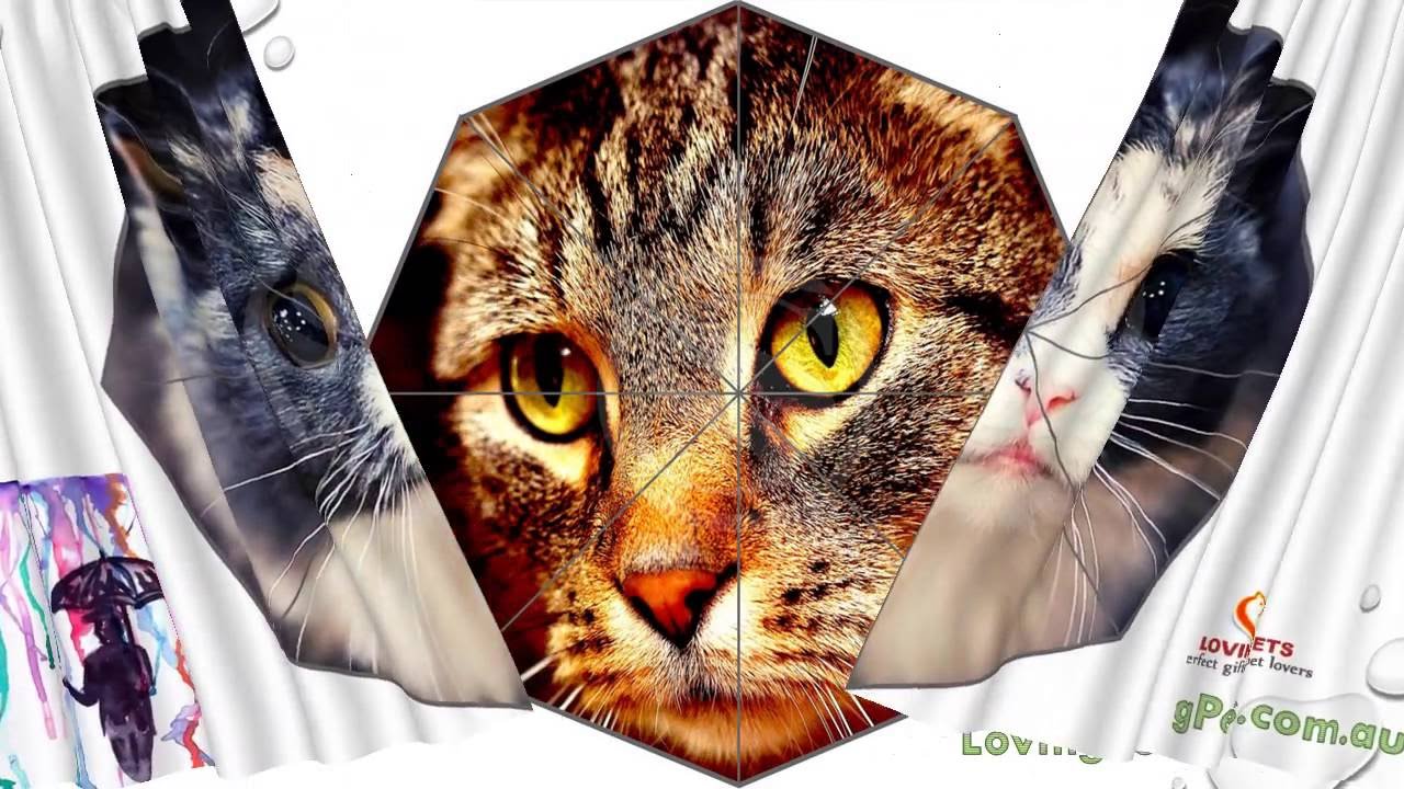 Crazy Cat Lovers Not A Boring Umbrella For You Crazy Cat Lovers Not A Boring Umbrella For You