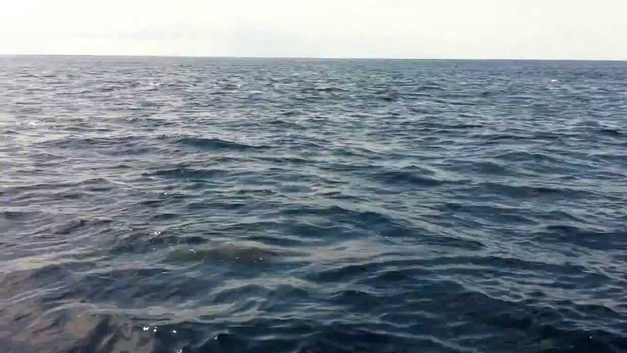 camera iphone 8 plus apk Dolphins appears during boat test