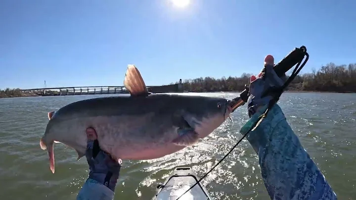 The Bait That Catches ANYTHING-Ohio River Kayaking below huge Hydro dam (I edited so many fish out)