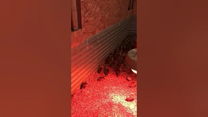 Arrival of the 2022 Pheasants