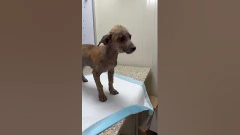 10-Wk-Old Puppy's Body Is Ravaged By Scabies Mites, Now Covered In Inflamed, Raw, & Leathery Skin
