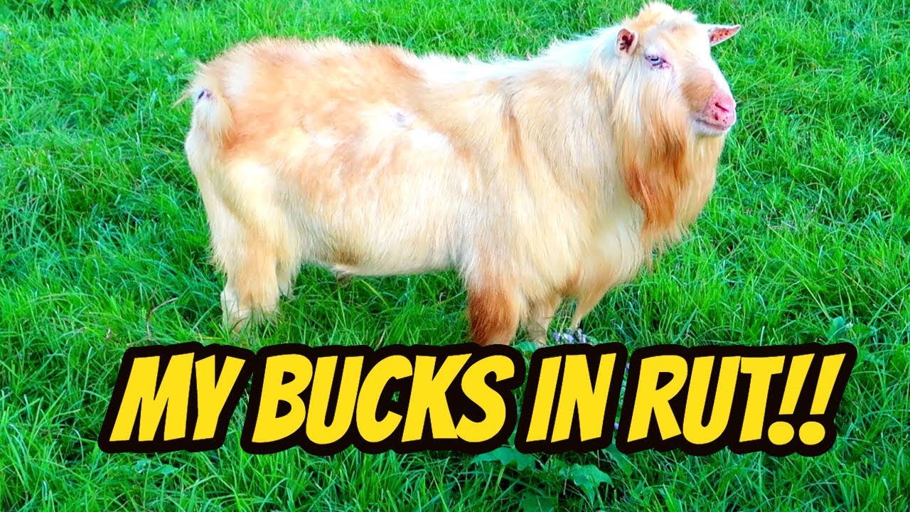 Bucks IN RUT How To Know When Your Goat Is In Rut YouTube bucks-in-rut-how-to-know-when-your-goat-is-in-rut-youtube