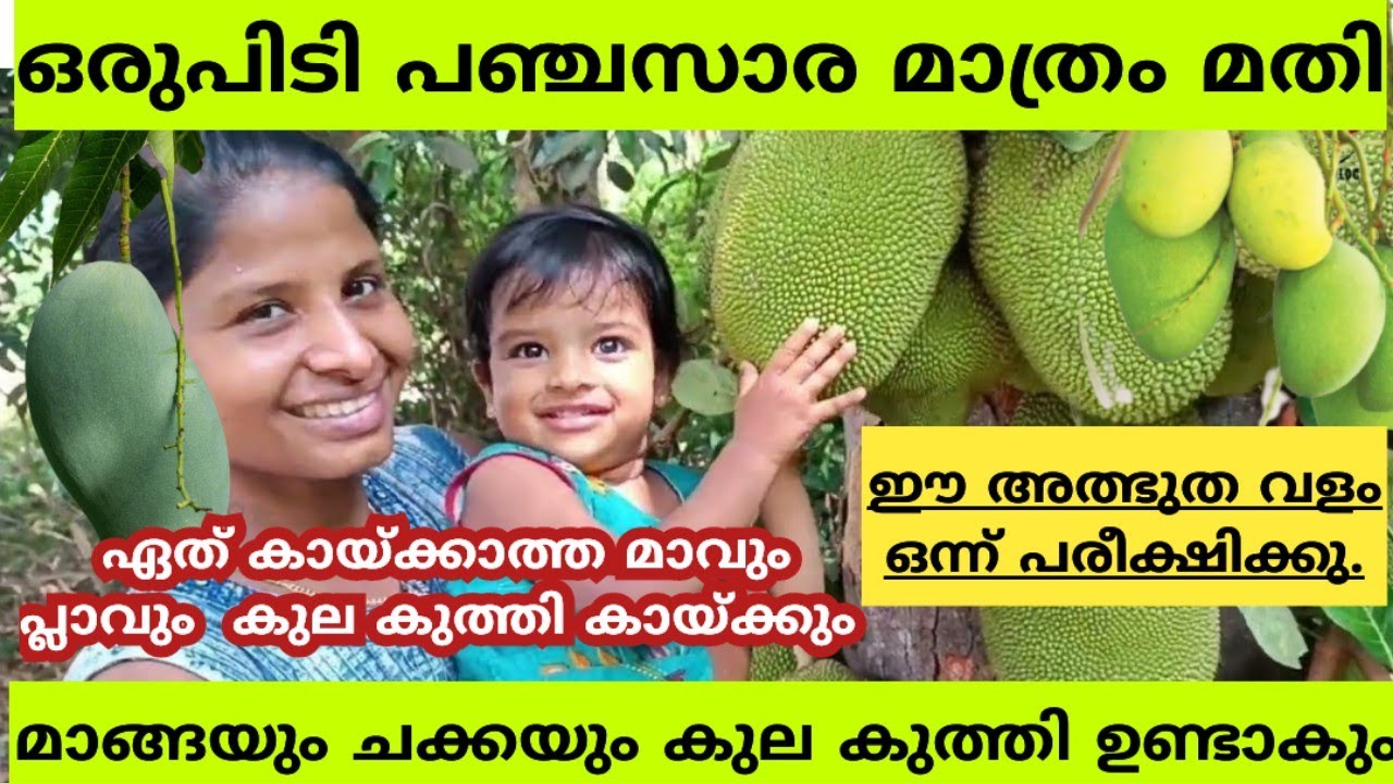 പ്ലാവും മാവും കായ്ക്കാൻ |Jackfruit farming malayalam |How to increase mango and jackfruit production