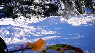 Learning frontflip/tamedog