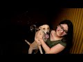 Humans 4 animals rescue story 2