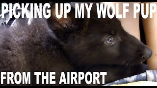 Picking Up My Wolf Pup From The Airport! Our First Time Meeting! ~~~
