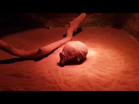 Southern three-banded armadillo