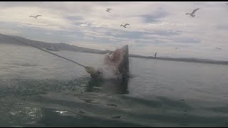 Tiburones en Gansbaai,Sudafrica,Shark