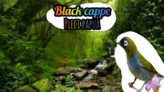 Terapi dan masteran pleci papua black cappe