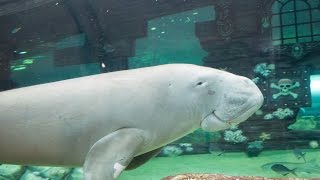 Download Lagu Dugong Island's Pig \u0026 Wuru at SEA LIFE Sydney Aquarium MP3 Download Lagu Dugong Island's Pig \u0026 Wuru at SEA LIFE Sydney Aquarium MP3